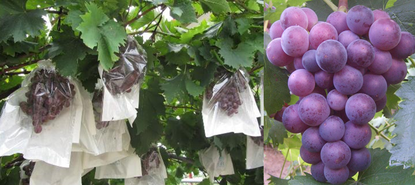 扬子晚报注销公告