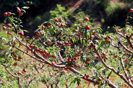 大波特色水果陆续上市百亩桃园即将“甜蜜”开园